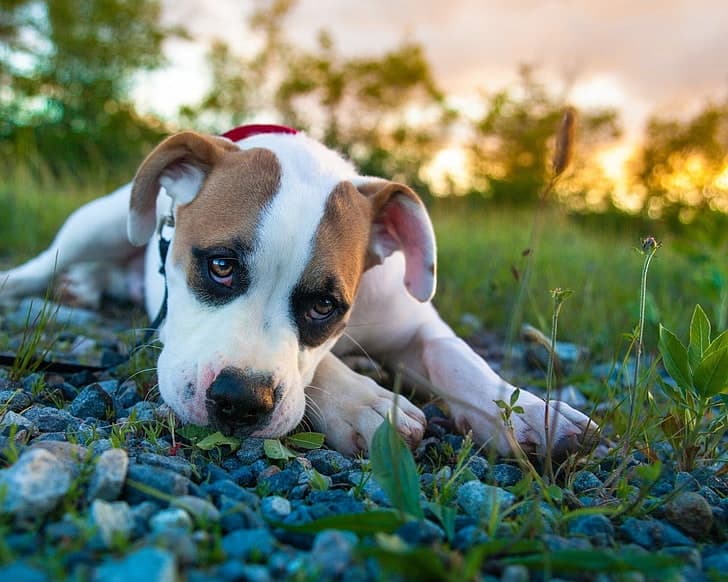RoyalCrest Pitbulls puppy resting on gravel at sunset