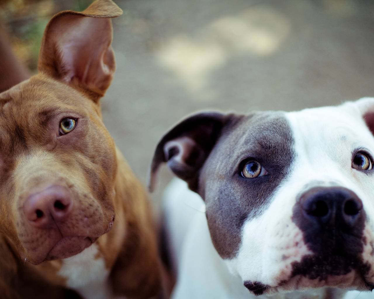 Two RoyalCrest Pitbulls looking up at the camera