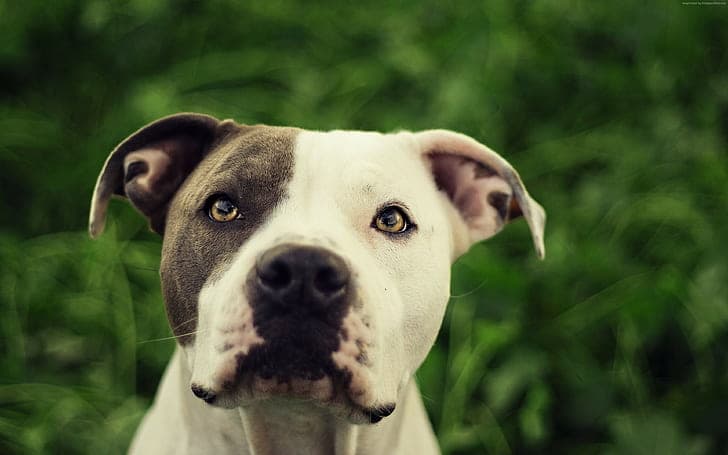 Adult white and grey RoyalCrest Pitbull