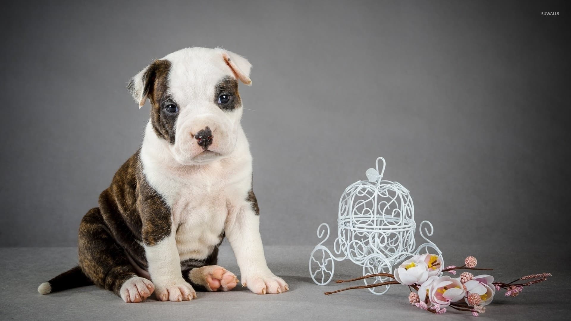RoyalCrest Pitbulls puppy sitting upright