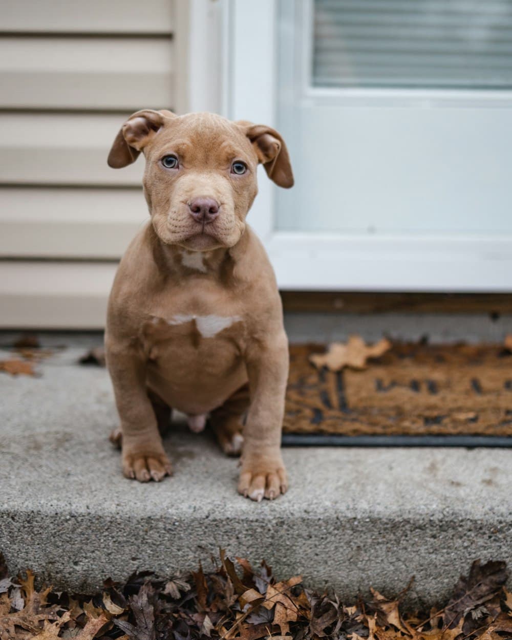 Fawn RoyalCrest puppy sitting on a front step