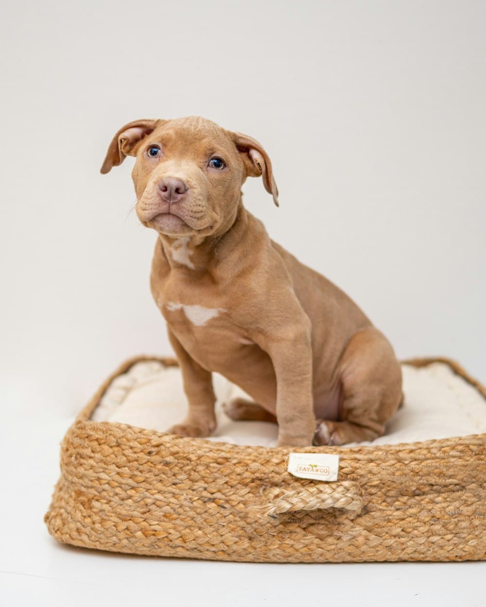 Fawn RoyalCrest puppy resting on a cushioned bed