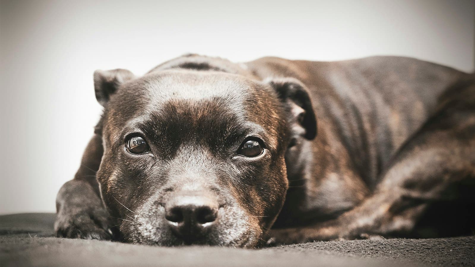 A RoyalCrest Pitbull resting its head on the floor