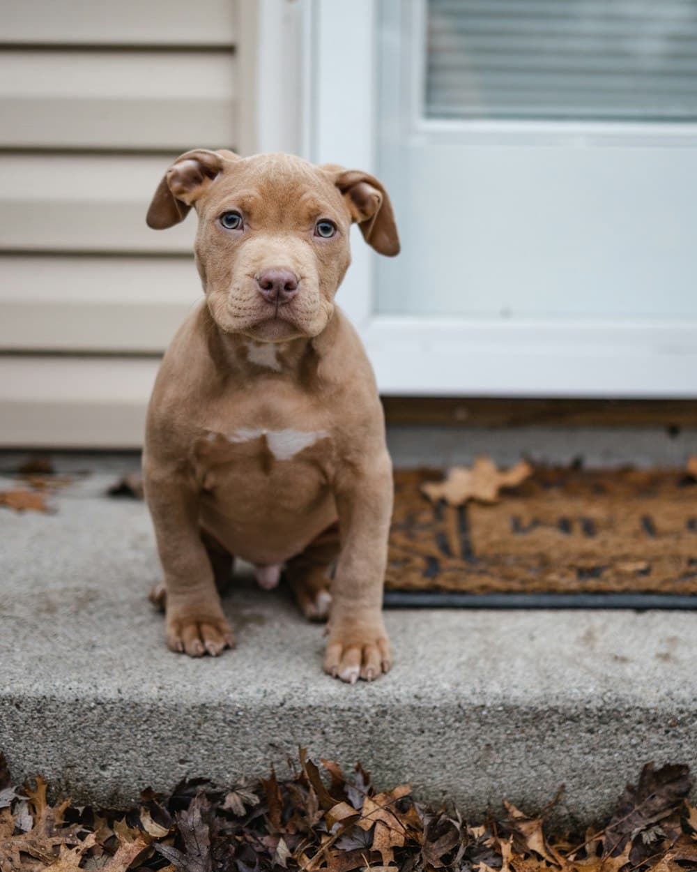 RoyalCrest Pitbulls puppy