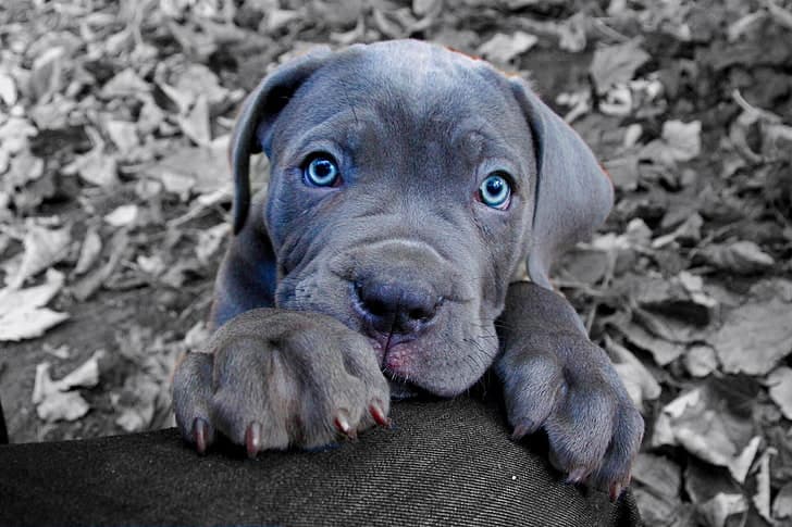 RoyalCrest Pitbulls puppy