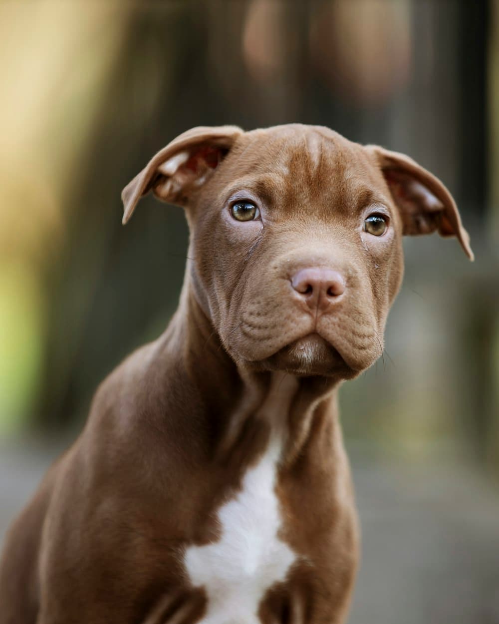 A healthy RoyalCrest Pitbulls puppy