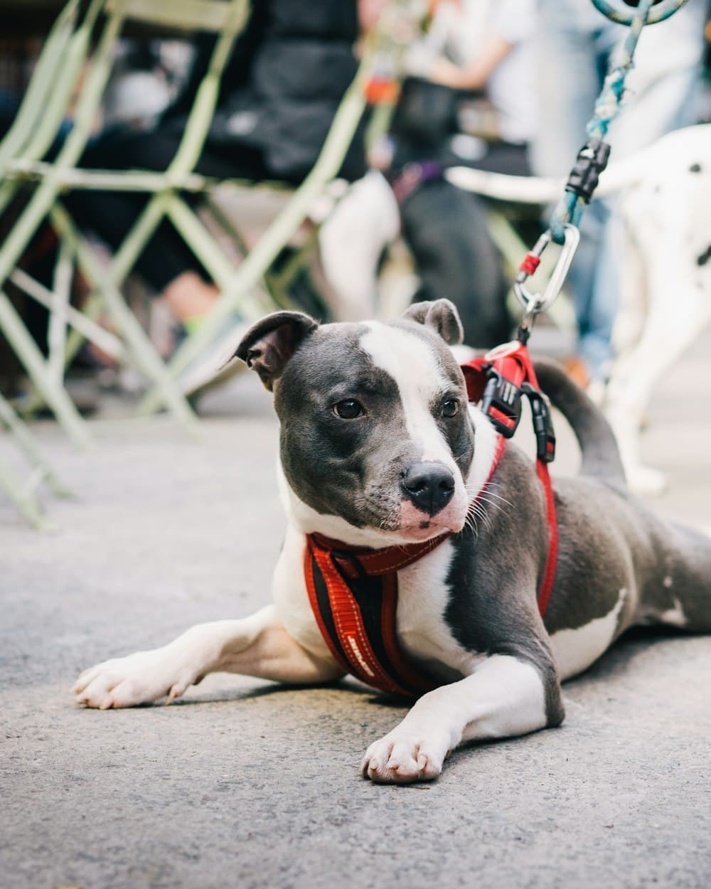 A RoyalCrest Pitbulls puppy