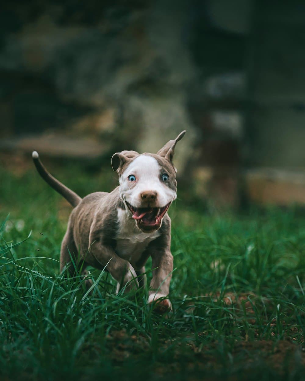A RoyalCrest Pitbulls puppy running through the grass