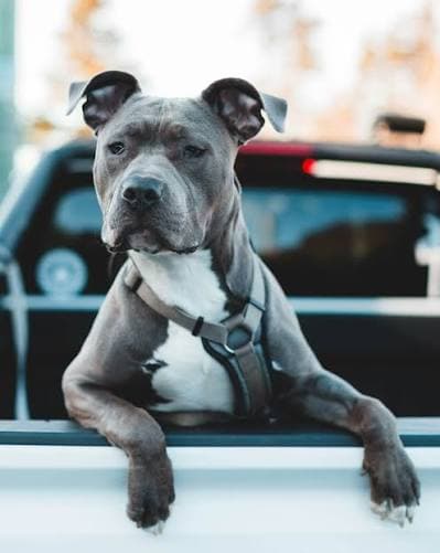 RoyalCrest Pitbulls standard